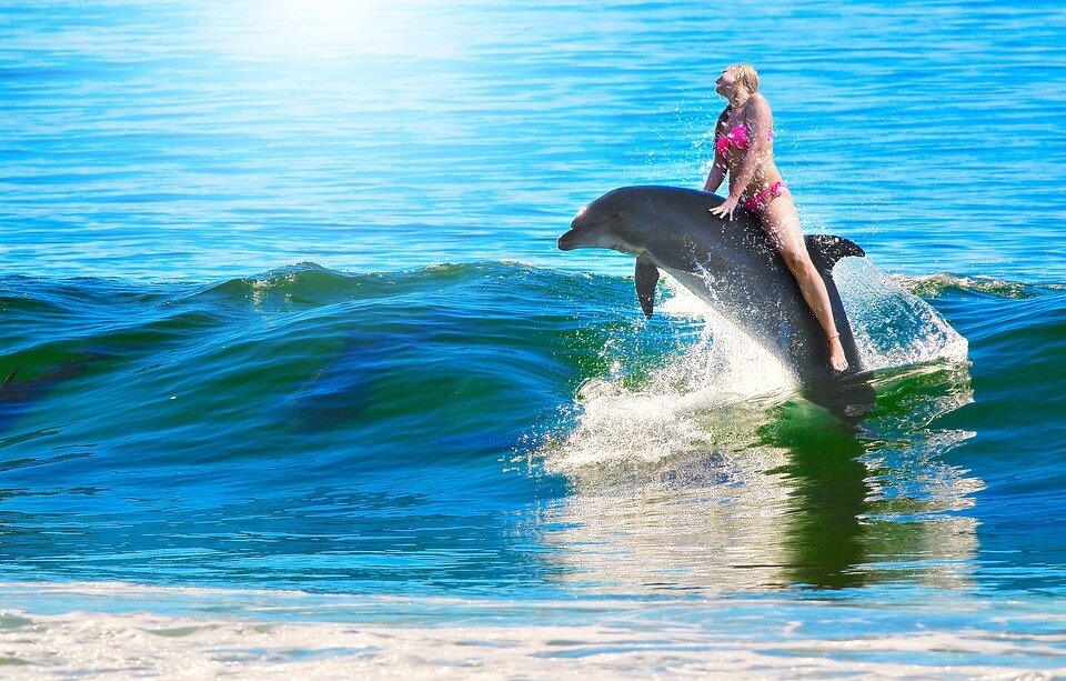 Плавание с дельфинами